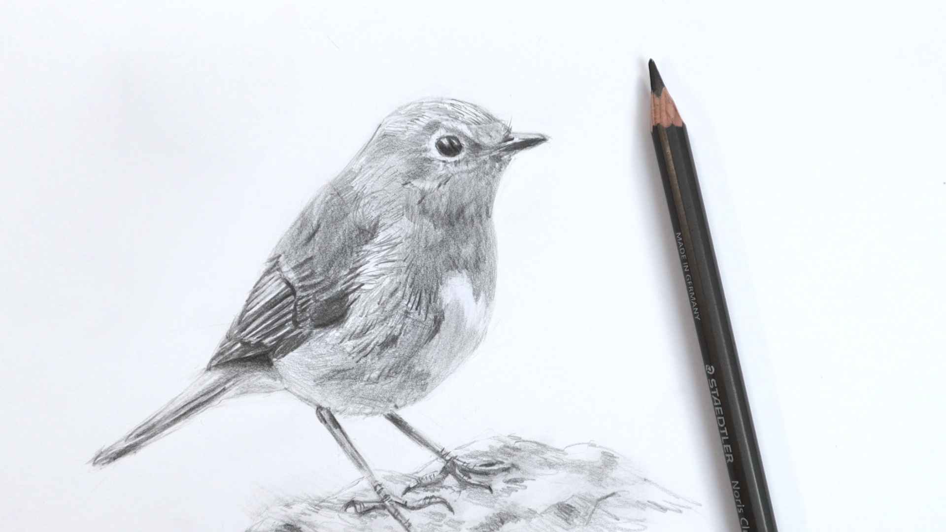 Pencil sketch of a robin